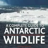 A Complete Guide to Antarctic Wildlife | Bog