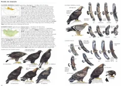 A Field Guide to the Birds of Mongolia | Bog