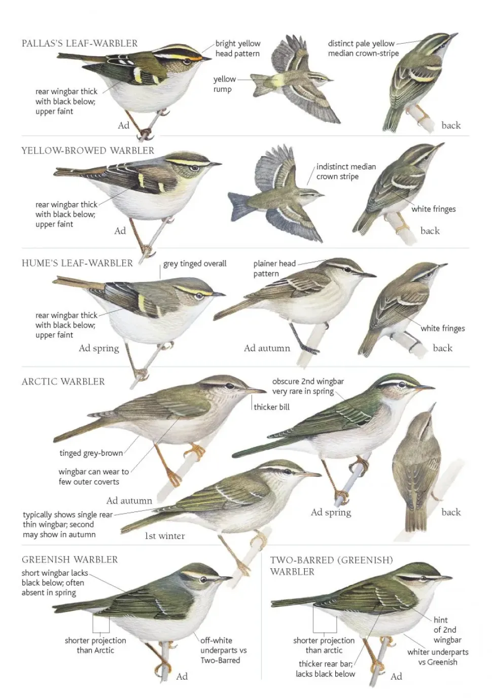 A Field Guide to the Birds of Mongolia | Bog