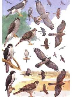 African Raptors | Bog