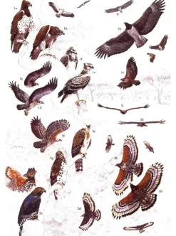 African Raptors | Bog
