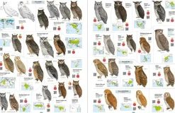 All the Birds of the World af Josep del Hoyo | Bog