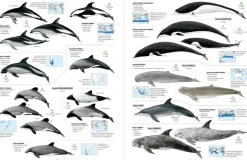 All the Mammals of the World | Bog