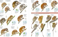 All the Mammals of the World | Bog