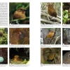Antpittas and Gnateaters | Bog