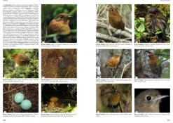Antpittas and Gnateaters | Bog