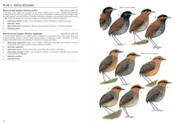 Antpittas and Gnateaters | Bog