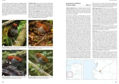 Antpittas and Gnateaters | Bog
