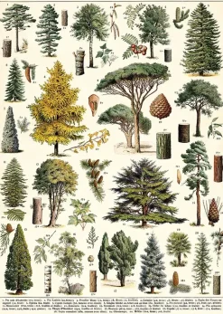 Arboretum plakat