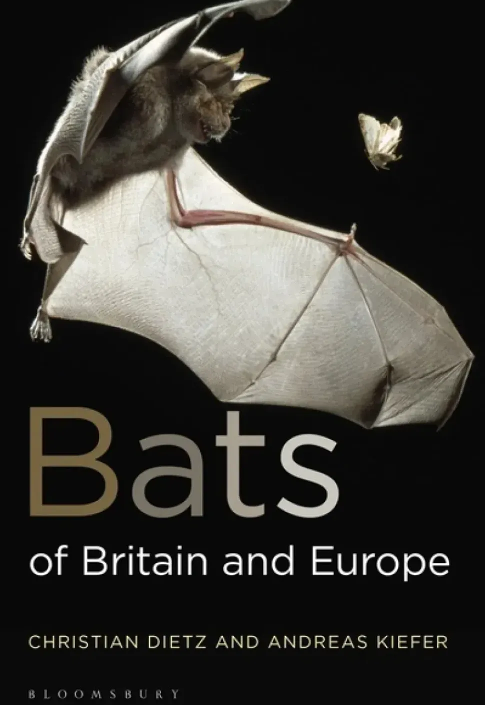 Bats of Britain and Europe | Bog