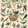 Bird Chart plakat (Nos bons petite oiseaux)