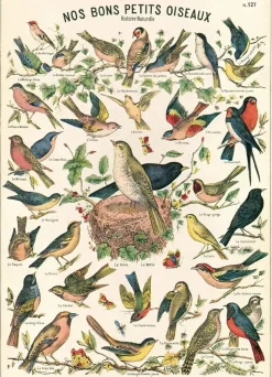 Bird Chart plakat (Nos bons petite oiseaux)