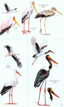 Birds of Botswana | Bog