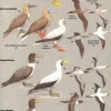 Birds of Central America | Bog
