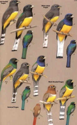 Birds of Central America | Bog