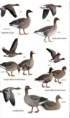 Birds of Central Asia | Bog