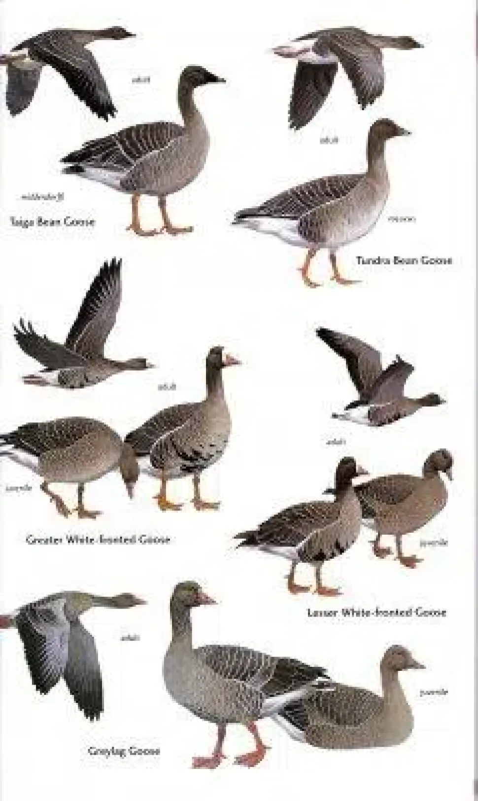 Birds of Central Asia | Bog