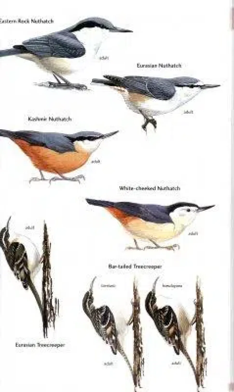Birds of Central Asia | Bog