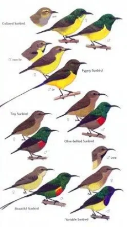 Birds of Ghana | Bog