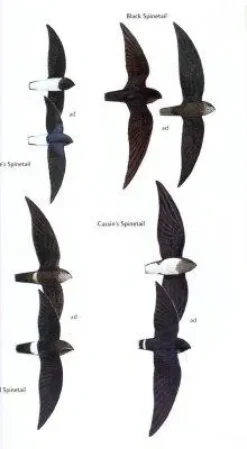 Birds of Ghana | Bog