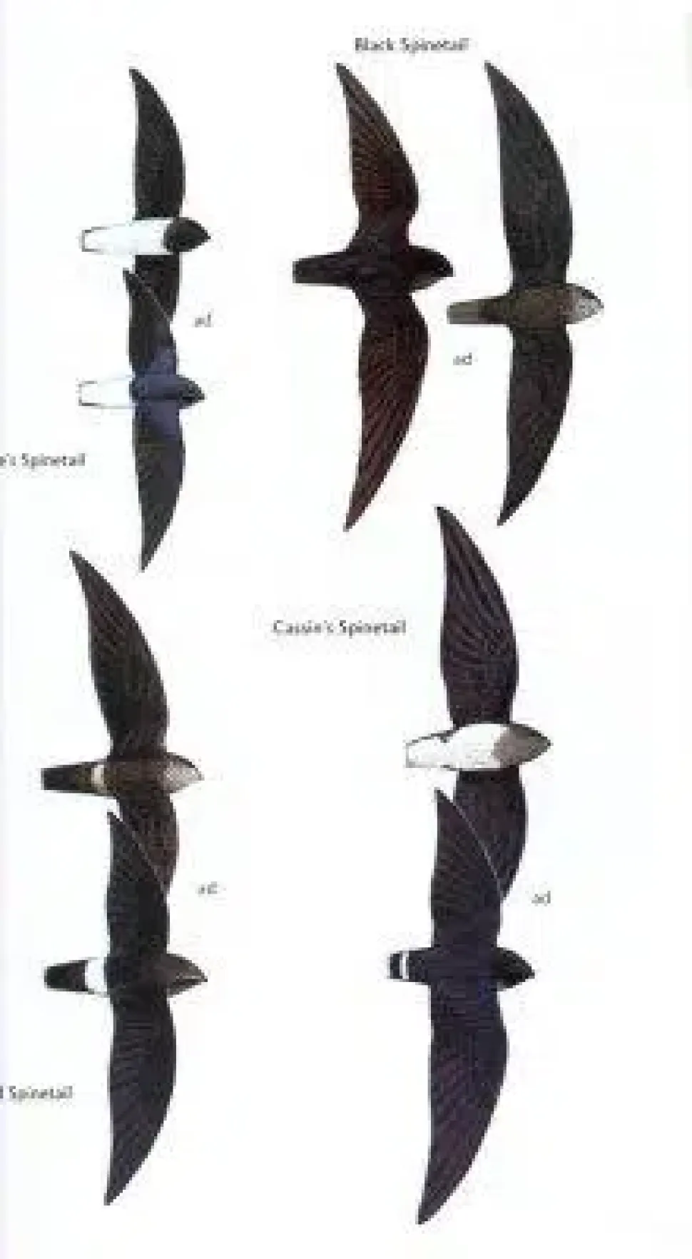 Birds of Ghana | Bog