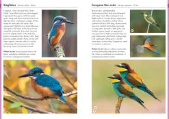 Birds of Italy | Bog