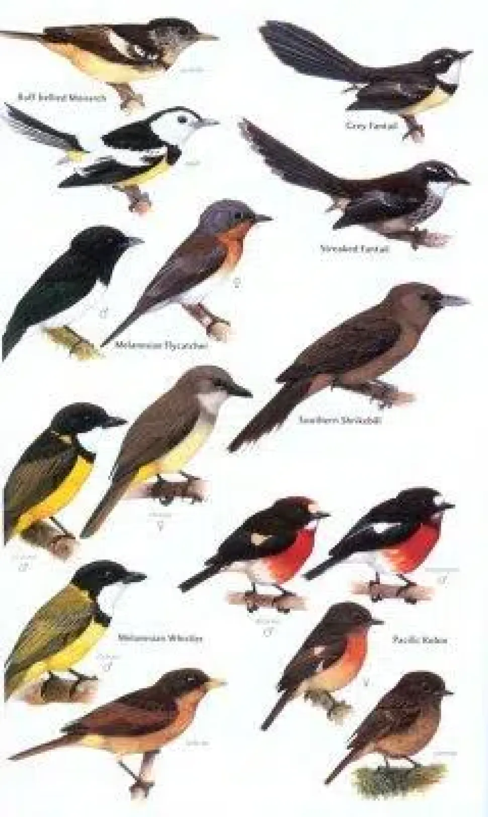 Birds of Melanesia | Bog