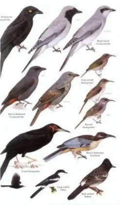 Birds of Melanesia | Bog