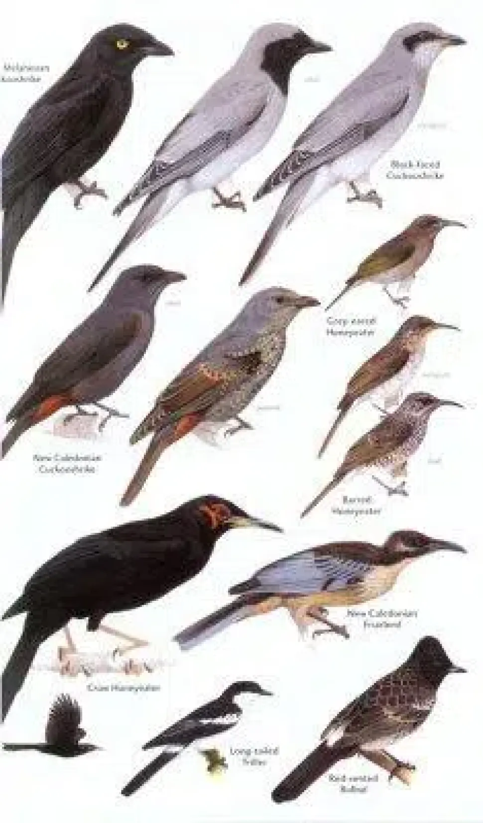 Birds of Melanesia | Bog