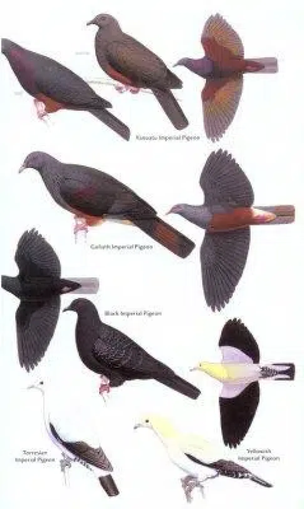 Birds of Melanesia | Bog
