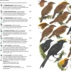 Birds of New Guinea – 2. udgave | Bog