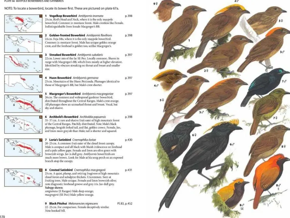 Birds of New Guinea – 2. udgave | Bog