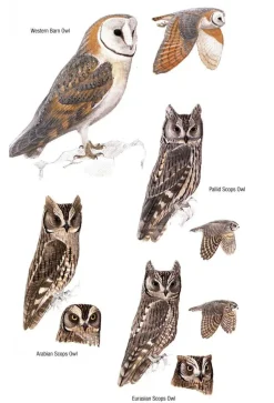 Birds of Oman | Bog