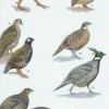 Birds of Pakistan | Bog