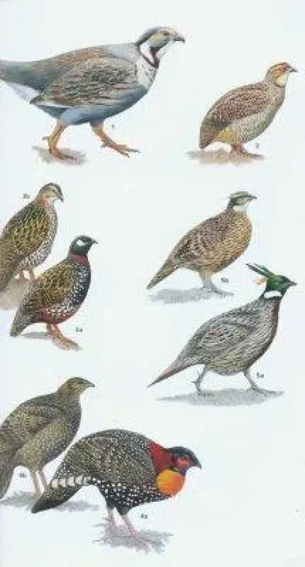 Birds of Pakistan | Bog