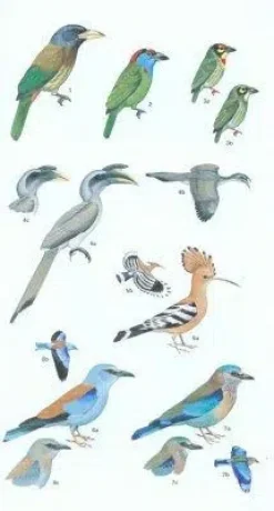 Birds of Pakistan | Bog