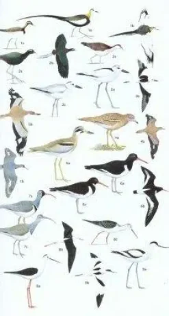 Birds of Pakistan | Bog