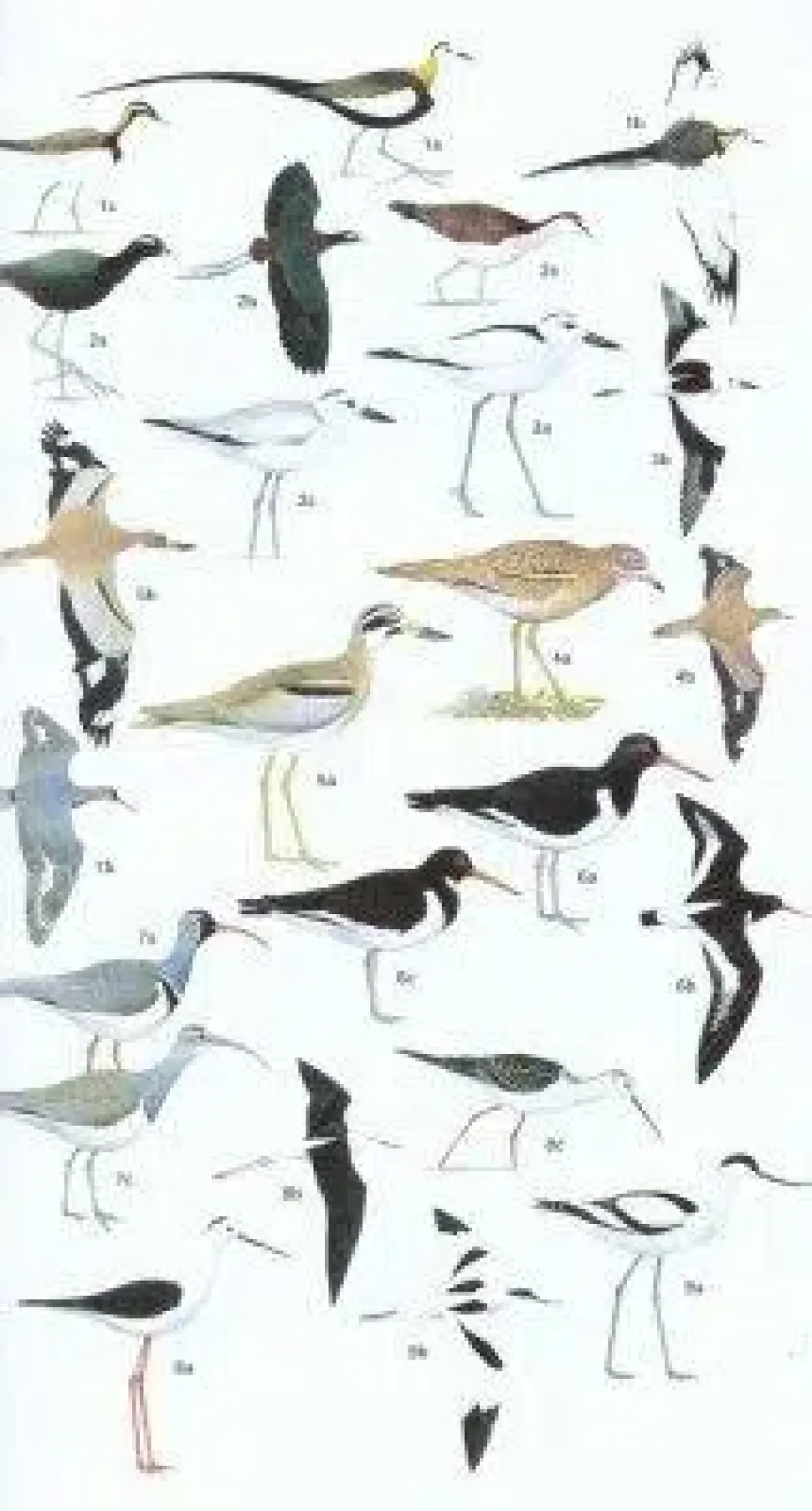 Birds of Pakistan | Bog