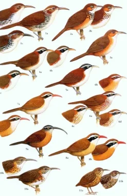 Birds of Southeast Asia – kompakt udgave | Bog