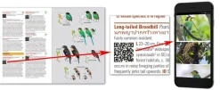 Birds of Thailand – Lynx