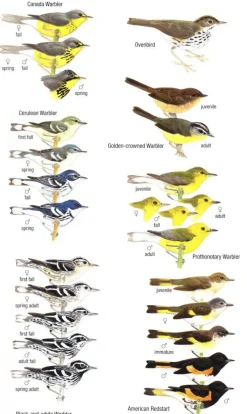 Birds of Trinidad and Tobago – 3. udgave | Bog