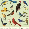 Bird Watching plakat