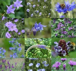 Birk Native Seeds blå og lilla insektmagneter // frøblanding