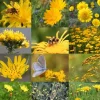 Birk Native Seeds Gule insektmagneter // frøblanding