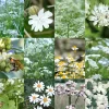 Birk Native Seeds Hvide insektmagneter // frøblanding