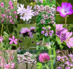Birk Native Seeds Rosa og pink insektmagneter // frøblanding