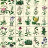 Botanic Garden plakat