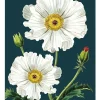 Botany stor plakat