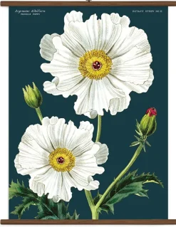 Botany stor plakat