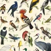 British Birds plakat